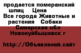 продается померанский шпиц  › Цена ­ 35 000 - Все города Животные и растения » Собаки   . Самарская обл.,Новокуйбышевск г.